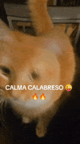 a close up of a cat with calma calabreso written on the bottom