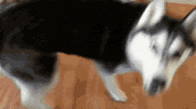 Husky Siberian Husky GIF - Husky Siberian Husky Dog GIFs