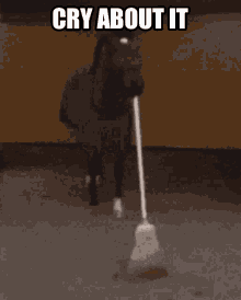 Horsesweeping GIF - Horsesweeping GIFs