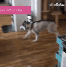 Husky Jump GIF