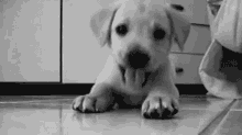 Delineado De Ojos, 10 Maneras Diferentes De Delinear Tus Ojos GIF - Puppy Adorable Puppies GIFs