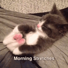 Kitty Models His Morning Stretches GIF