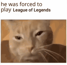 League Of Legends Cat GIF - League Of Legends Cat Sad Cat GIFs