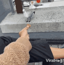 come here viralhog feeding seagull bird