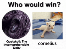 a picture of a kitten next to a picture of a purple monster with the words " who would win " above it