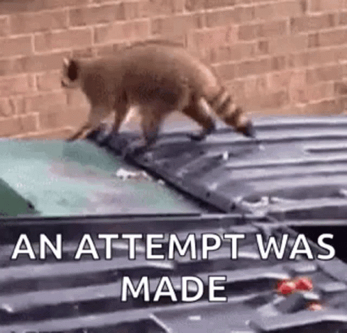 Cats Of Tumblr Funny Animals Gif - IceGif