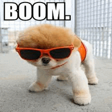a small dog wearing sunglasses is standing on the ground .