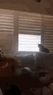 Cats Blinds GIF - Cats Blinds Sun GIFs