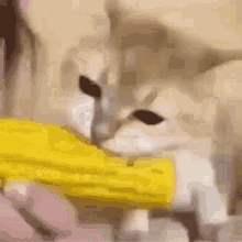 Funny Corn GIFs | Tenor