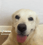 a dog with its tongue hanging out and a tik tok watermark
