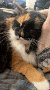 a calico cat laying on someone 's lap