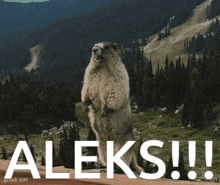 a picture of a ground squirrel standing on its hind legs with the word aleks written below it