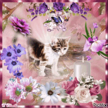 Cat Kitten GIF - Cat Kitten Flower GIFs