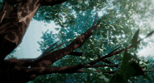 looking up at a tree with the sun shining through the branches