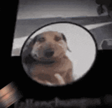 a dog is reflected in a rear view mirror with a person behind it