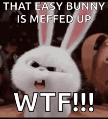 a white bunny with sunglasses on says that easy bunny is meffed up wtf !!!