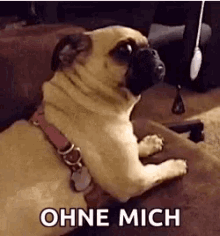 Pug Ohne GIF - Pug Ohne Mich GIFs