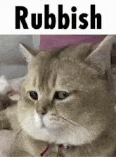 Cat Rubbish GIF - Cat Rubbish Answer GIFs