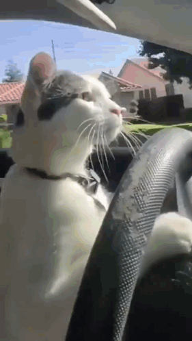 Cat Driving Car GIFs