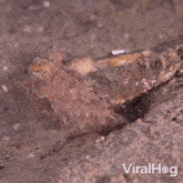 little octopus coconut octopus viralhog octopus positioning on the shell sea creature