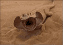 sand lizard burrow