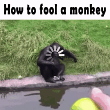 Monkey How To Fool A Monkey GIF