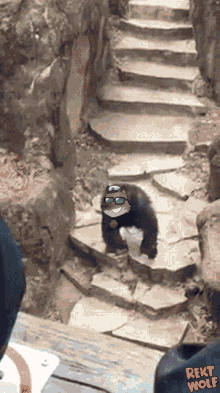 Monkey Throwing Poop Rekt Wolf GIF