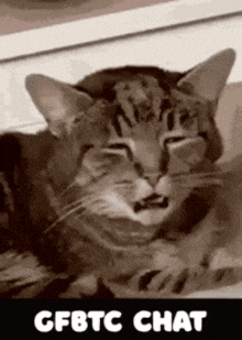 a cat is laying down with its eyes closed and the words " cfbtc chat " below it
