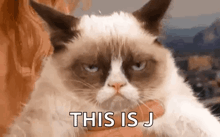 a person is holding a grumpy cat in their arms and the cat is looking at the camera .