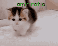 Amir Ratio GIF