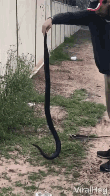 snake scary hang brave viral hog