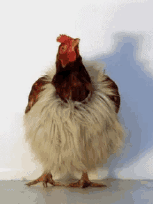 Chicken GIF - Chicken GIFs