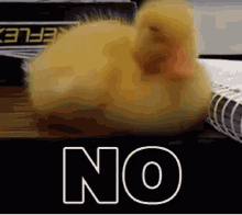 Duck No GIF - Duck No Noooooooooooooooooooooooooo GIFs