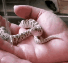 baby snake water drinking palm