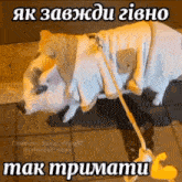 a picture of a pig on a leash with a caption that says tak tpmamatu