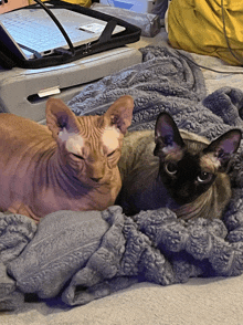 two hairless cats are laying on a blanket with a laptop in the background