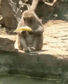 Monkey Banana GIF - Monkey Banana Fail GIFs