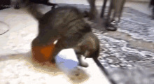 Funny Cats GIF - Funny Cats Orange GIFs