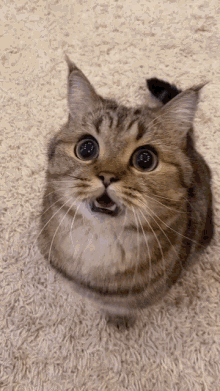 Gato Cat GIF