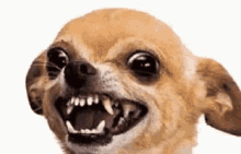 Chỗgiặt Dog GIF - Chỗgiặt Dog Smile GIFs