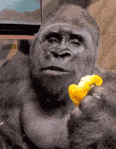 a gorilla is eating a yellow pepper with a serious look on his face