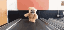 Shih Tzu Treadmill Gif  GIF - Shihtzu Cute Puppy GIFs