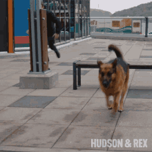 Jump Over The Bench Rex GIF