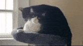 Kitty Kiss Cat Meme GIF - Kitty Kiss Kitty Cat Meme GIFs