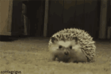 Hedgehog Blush GIF - Hedgehog Blush Shy GIFs