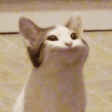 oatmeal meme pop cat popping cat poggers