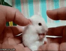 Hamster Shokcked GIF