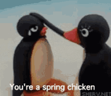 You'Re A Spring Chicken GIF