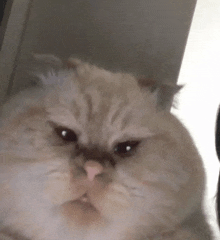 a close up of a cat 's face with a sad look on its face .