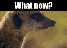 What Now Invcoll GIF - What Now Invcoll Icuhi GIFs